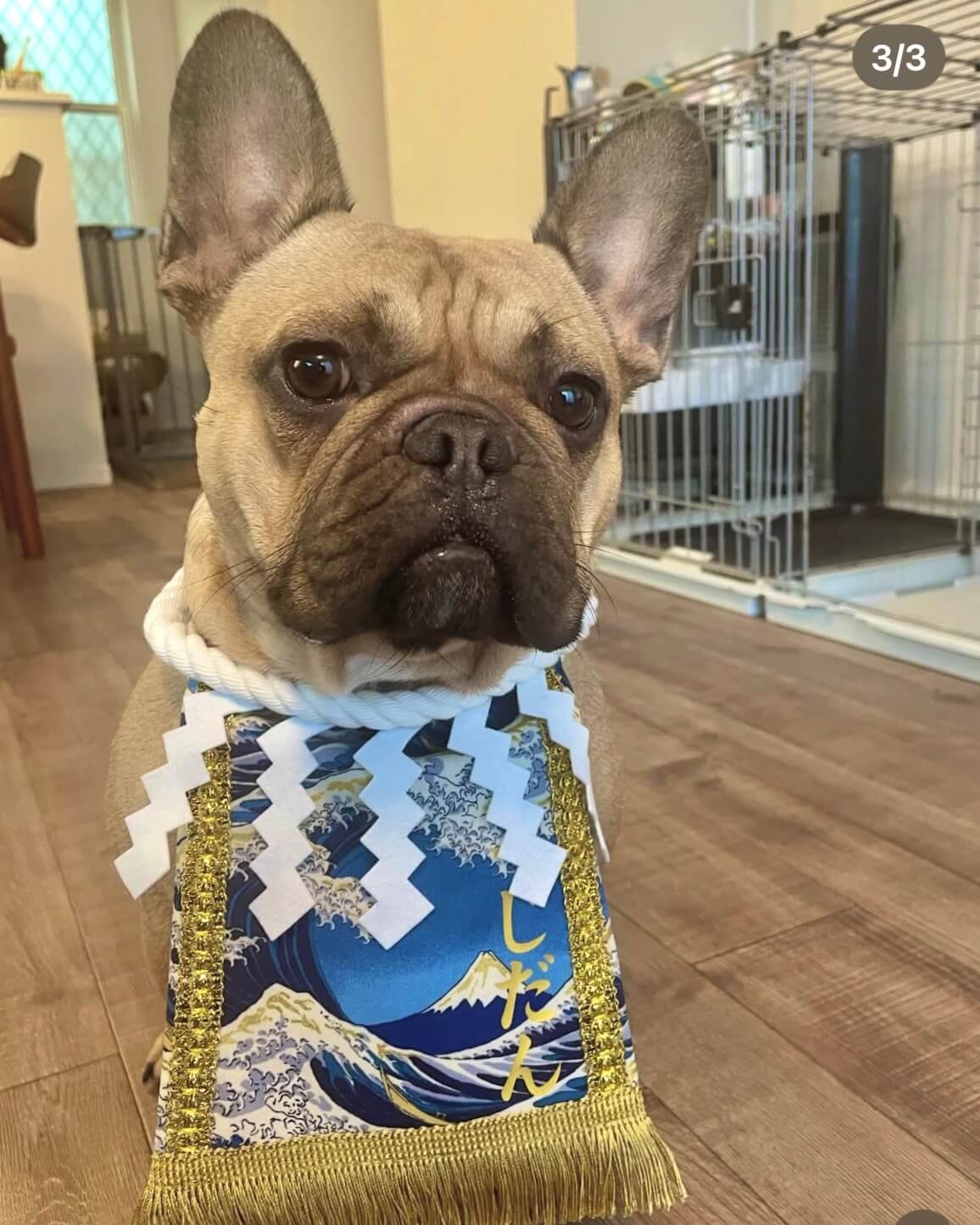 20260210ワンちゃん化粧まわし着画像2