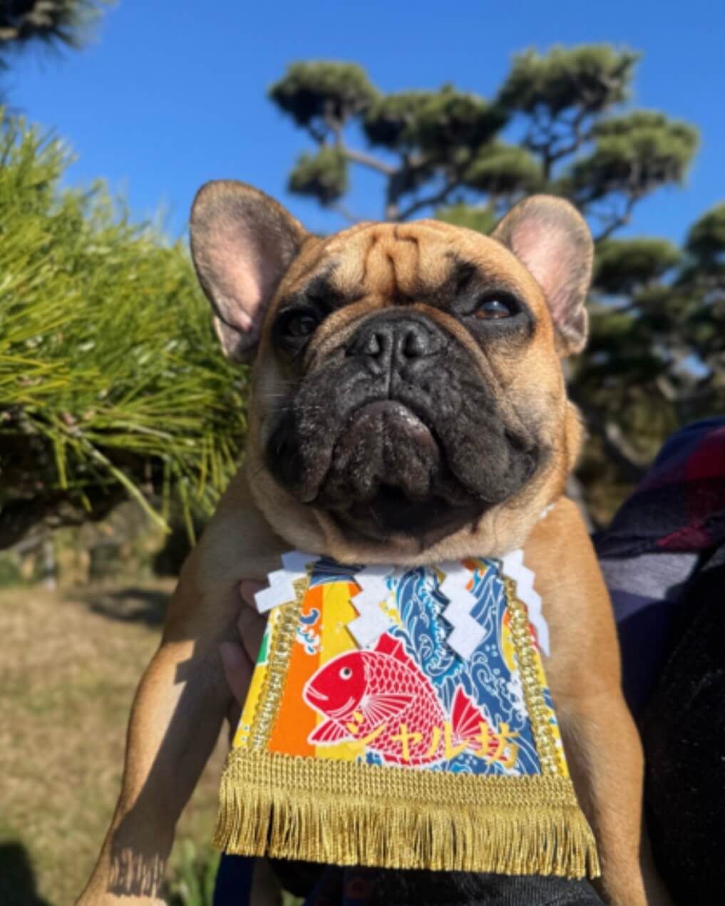 20260215ワンちゃん化粧まわし着画像1