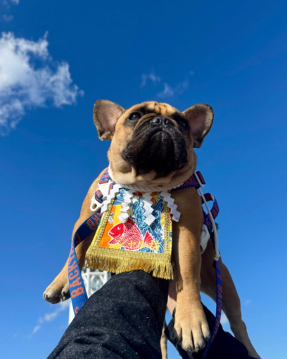 20260215ワンちゃん化粧まわし着画像2