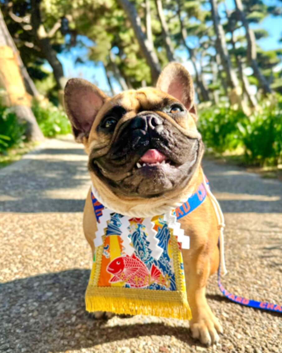 20260215ワンちゃん化粧まわし着画像3