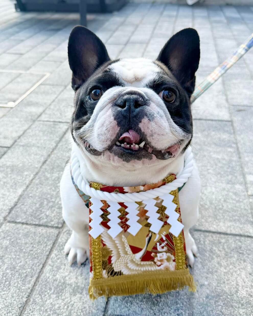 20260220ワンちゃん化粧まわし着画像1