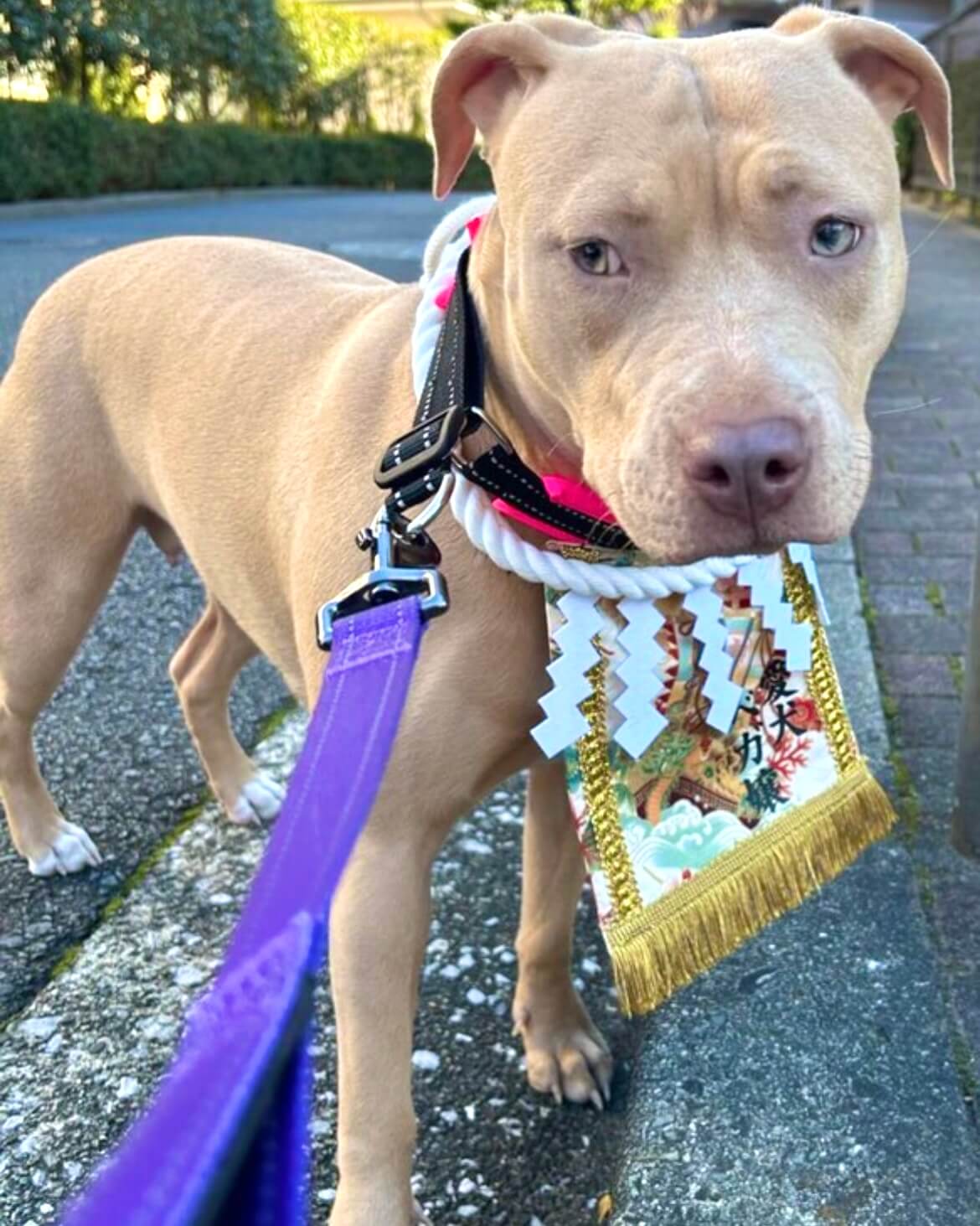 20260228ワンちゃん化粧まわし着画像1