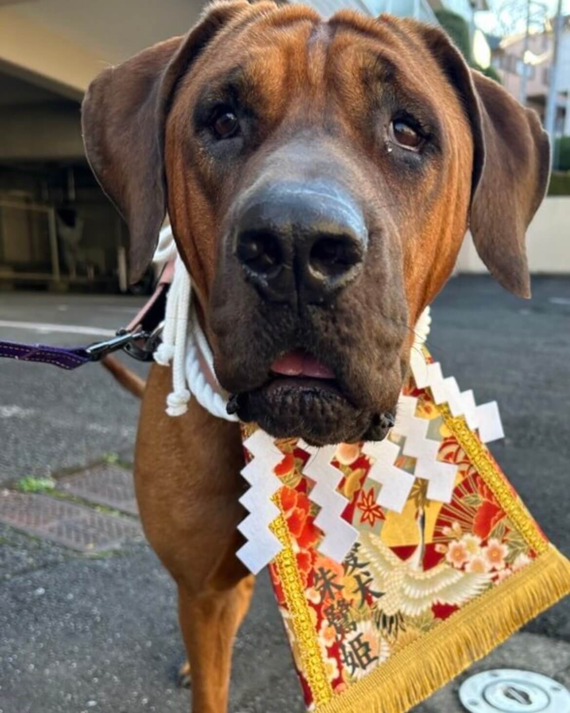 20260228ワンちゃん化粧まわし着画像2