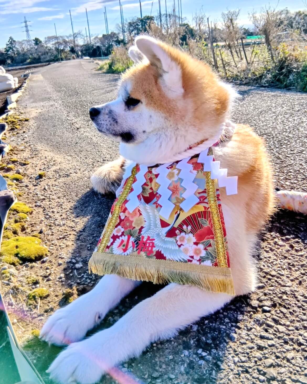 20260305ワンちゃん化粧まわし着画像1