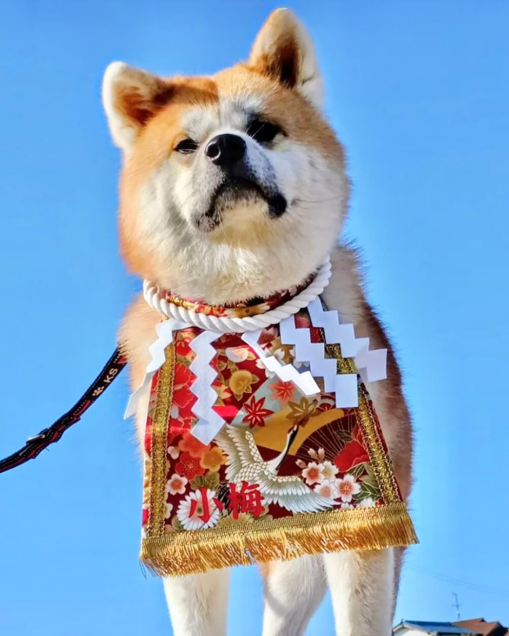 20260305ワンちゃん化粧まわし着画像2