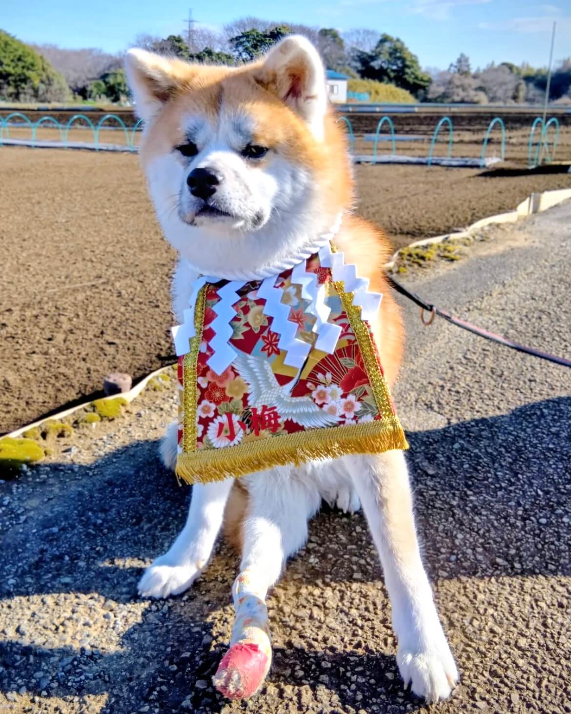 20260305ワンちゃん化粧まわし着画像3