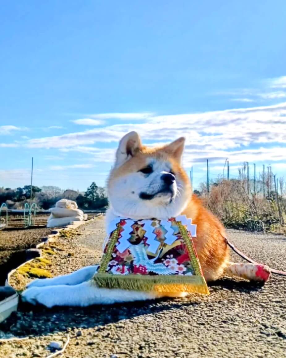 20260305ワンちゃん化粧まわし着画像4