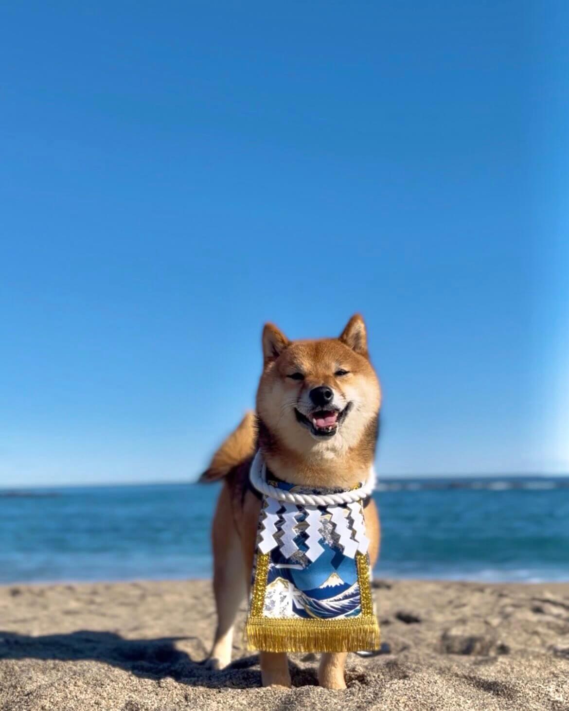 20260316ワンちゃん化粧まわし着画像1