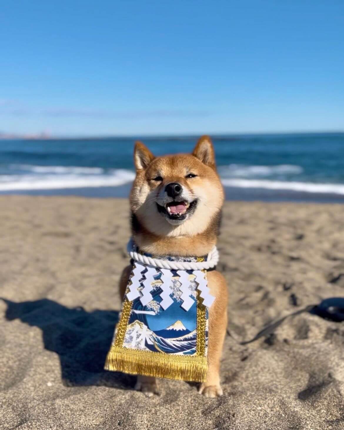 20260316ワンちゃん化粧まわし着画像2