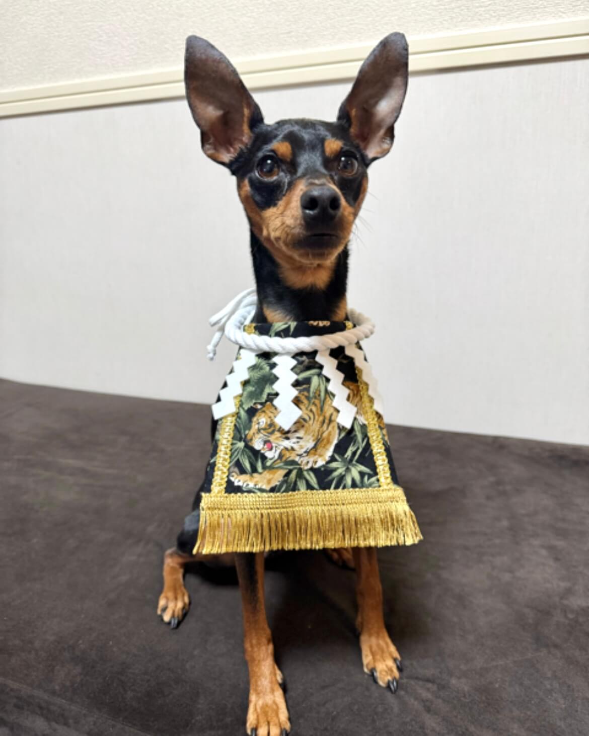 20260321ワンちゃん化粧まわし着画像1