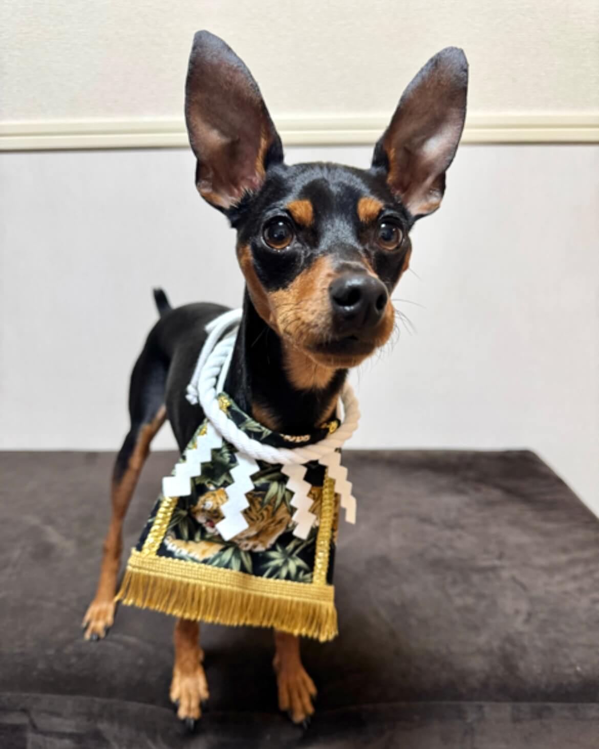 20260321ワンちゃん化粧まわし着画像2