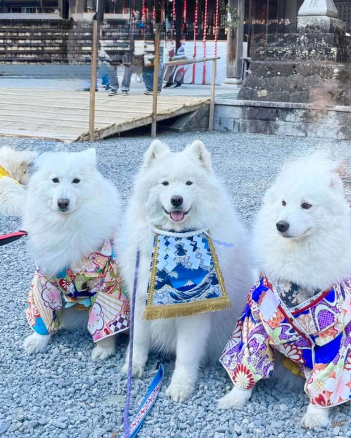 20260322ワンちゃん化粧まわし着画像2