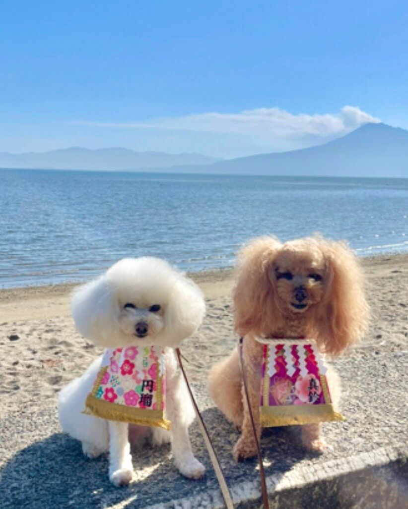 20260329ワンちゃん化粧まわし着画像1