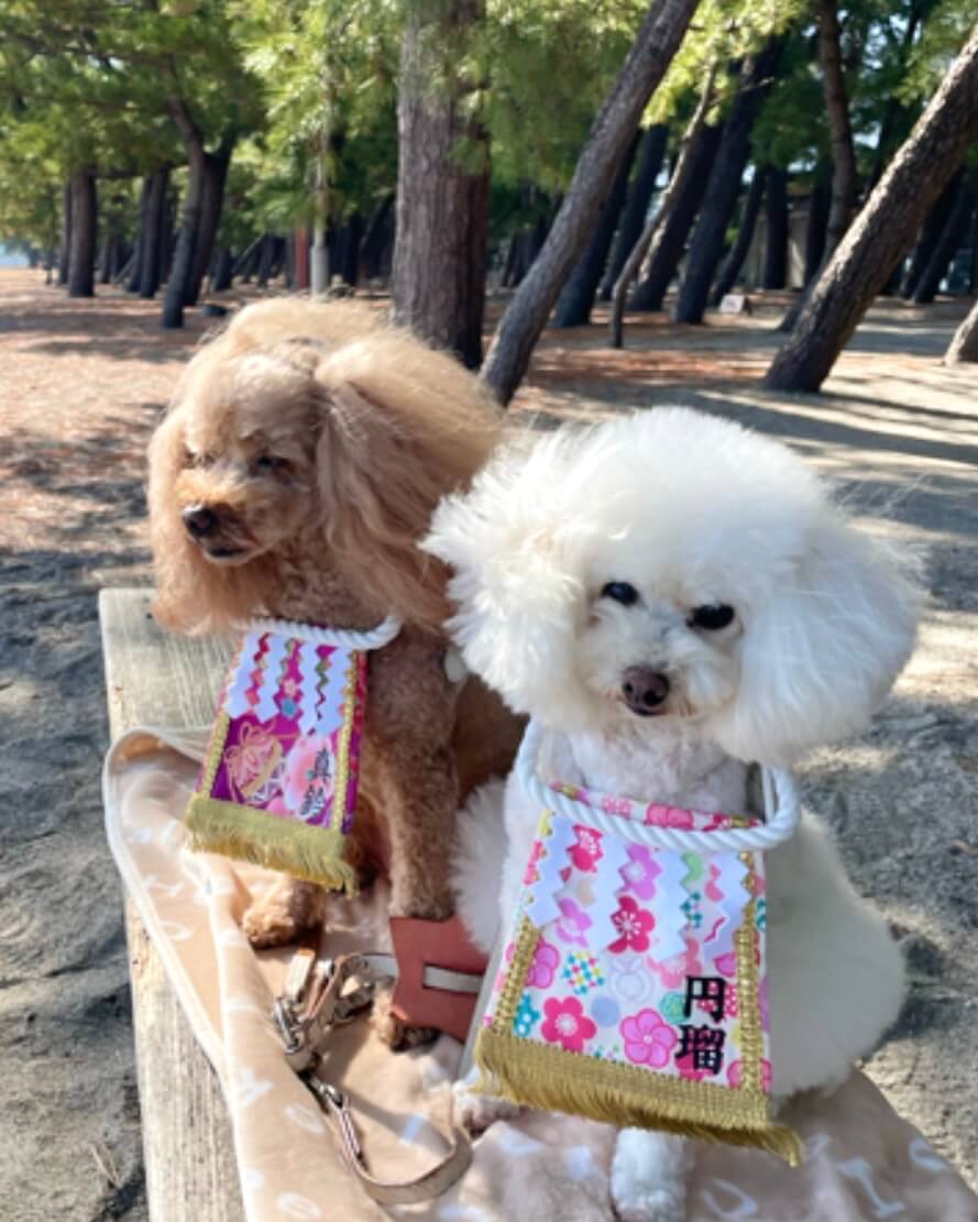 20260329ワンちゃん化粧まわし着画像2