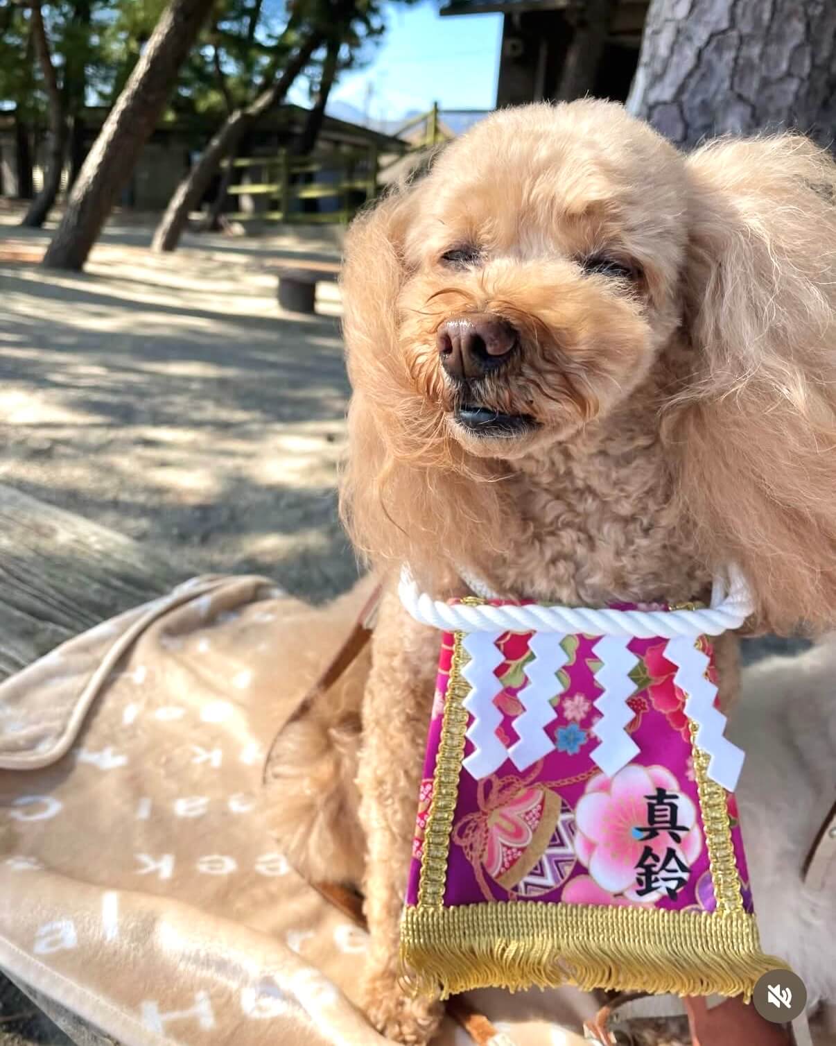 20260329ワンちゃん化粧まわし着画像3