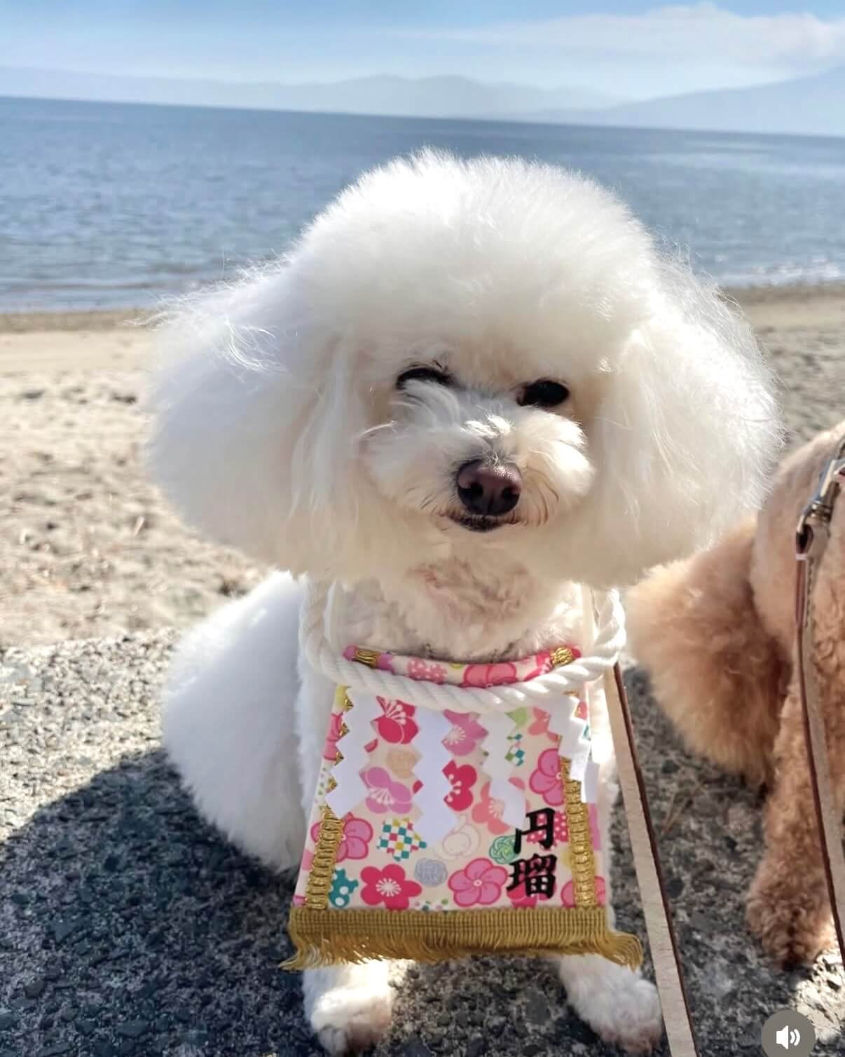 20260329ワンちゃん化粧まわし着画像4