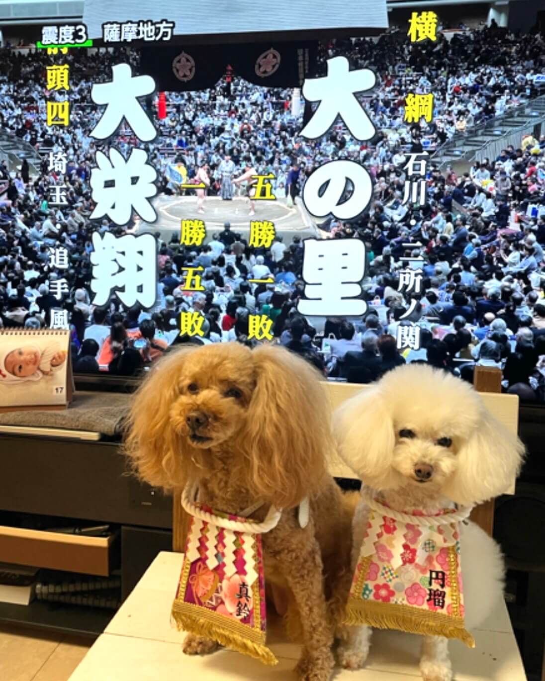 20260329ワンちゃん化粧まわし着画像5