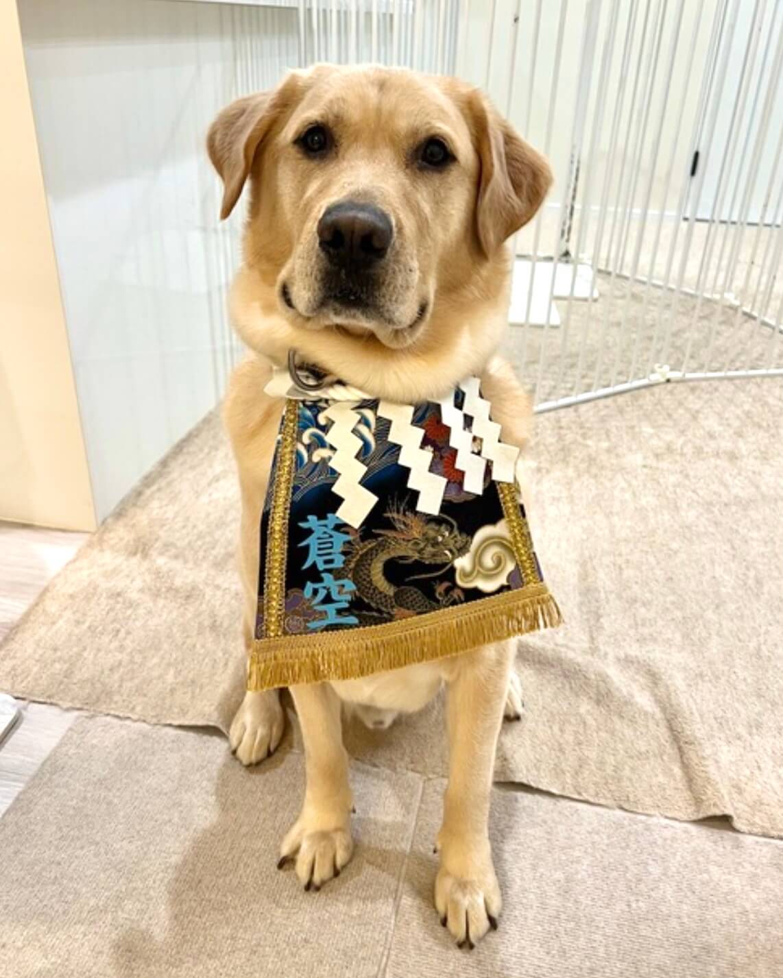 20260411ワンちゃん化粧まわし着画像1