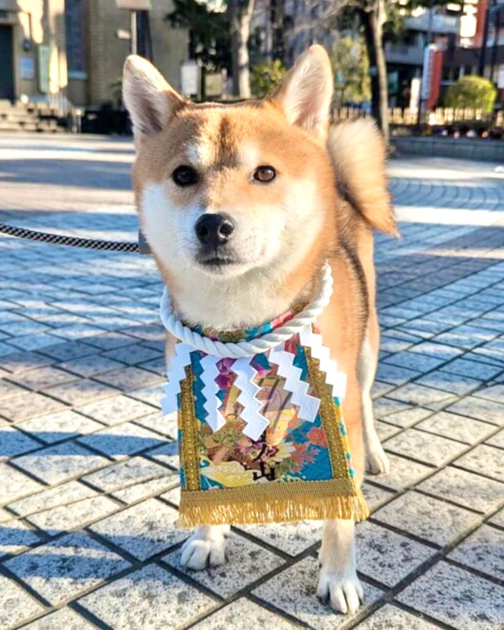 20260423ワンちゃん化粧まわし着画像1
