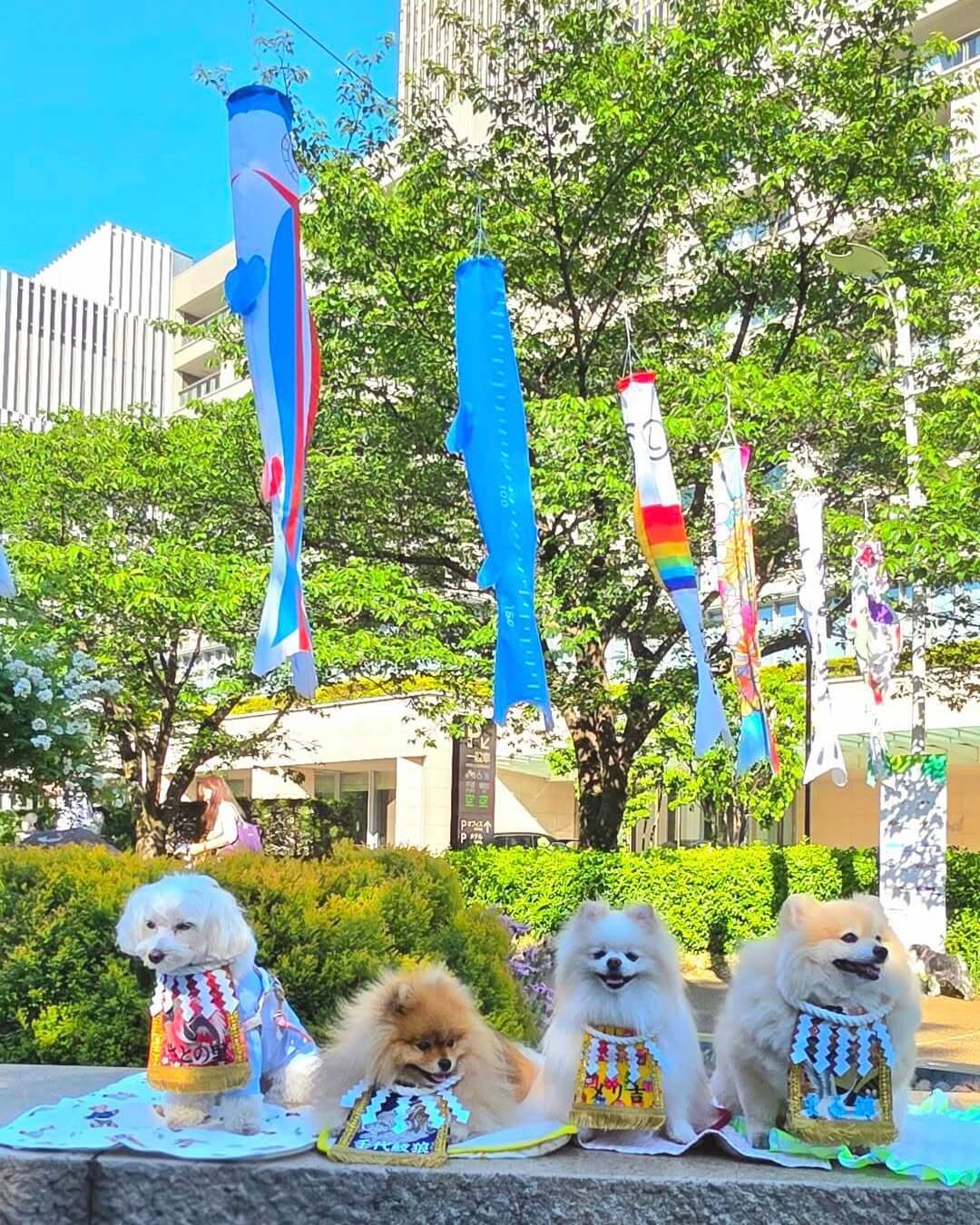 20260509ワンちゃん化粧まわし着画像2