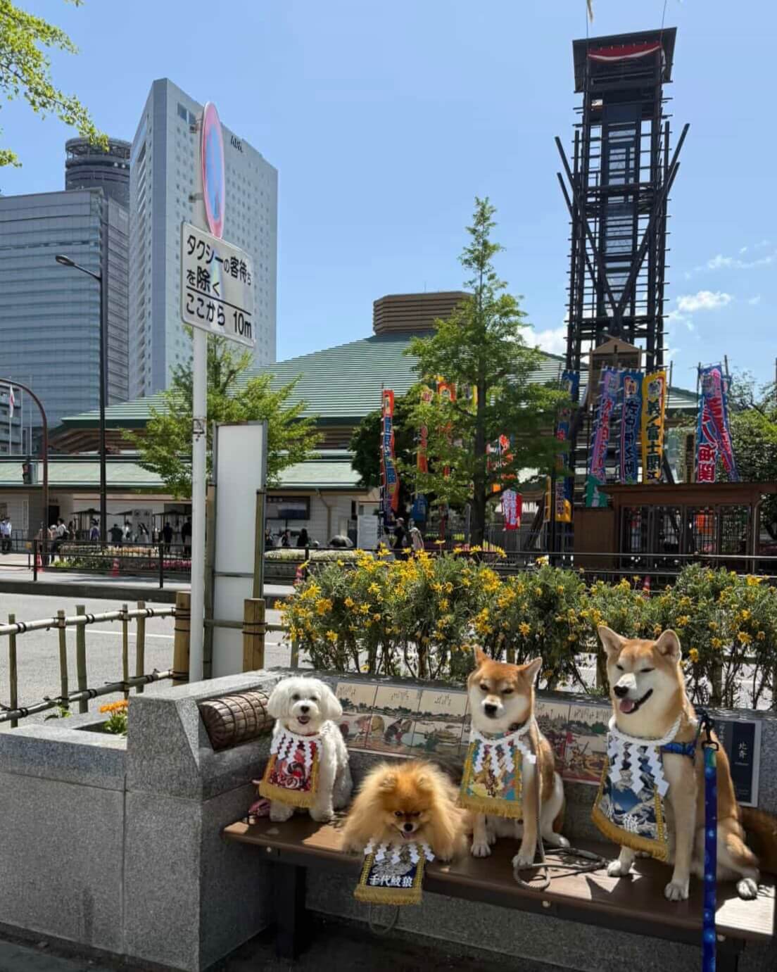 20260816ワンちゃん化粧まわし着画像2