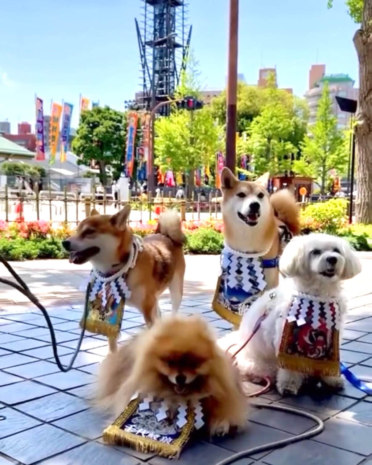 20260816ワンちゃん化粧まわし着画像3