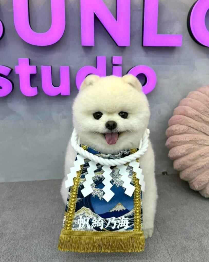 カスタムブライス 海外作家様 動物メイク かわいい ワンちゃん 犬顔 フルセット ワンちゃん化粧まわし ご感想＆着画像のご紹介・10｜CHICK CHICK PICNIC