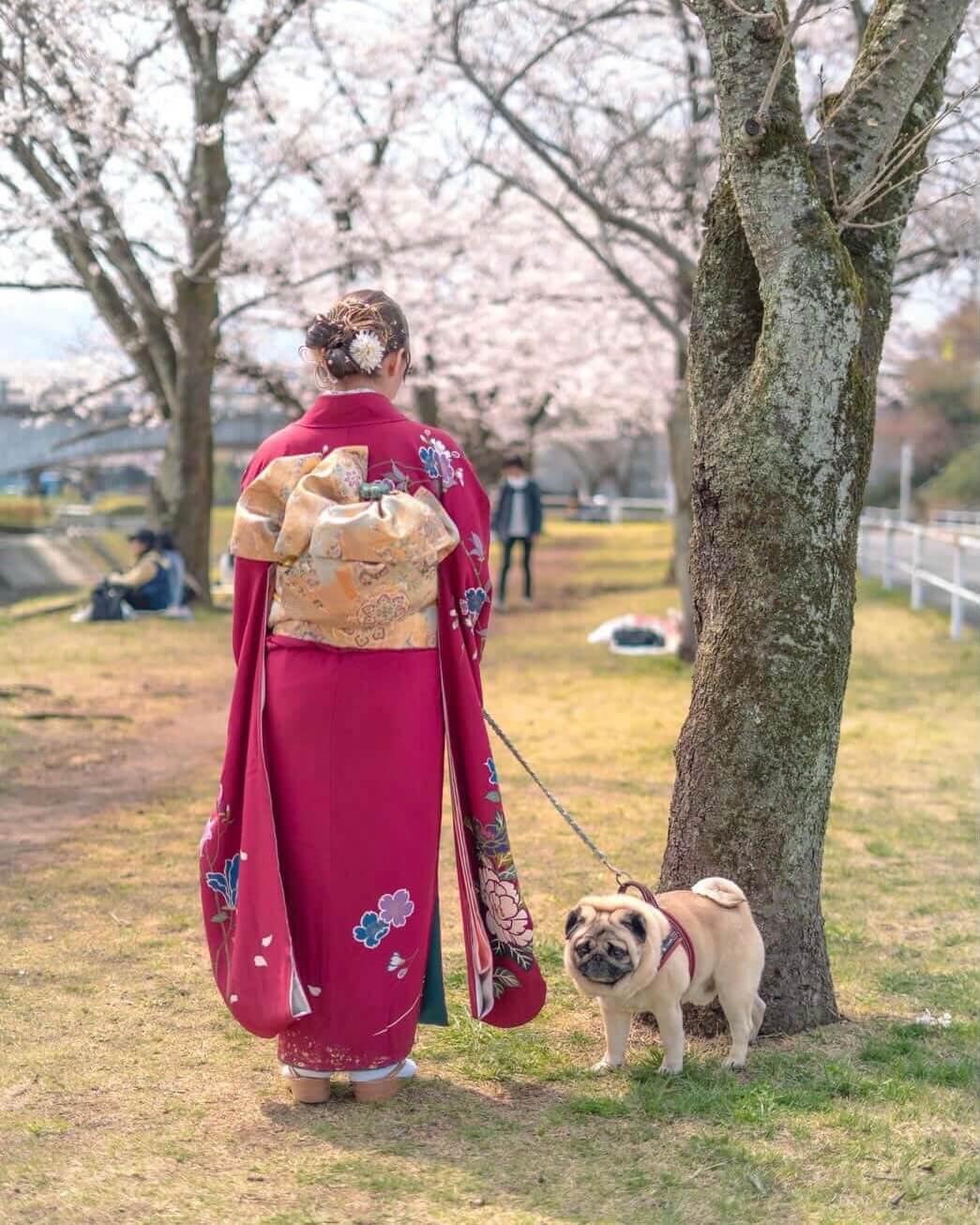 20260524ワンちゃん化粧まわし着画像3