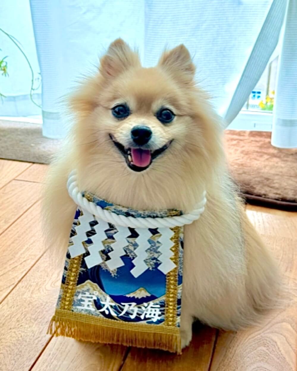 20260724ワンちゃん化粧まわし着画像1